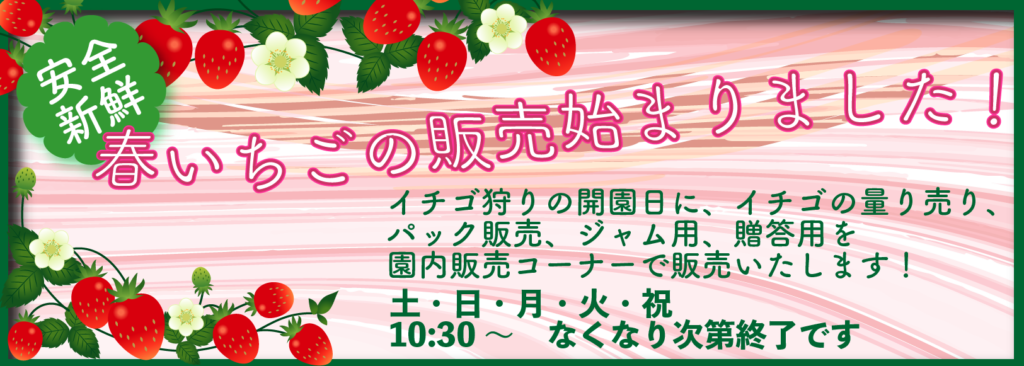 京都でイチゴ狩り ひろびろ苺ファーム 精華町で美味しいイチゴ摘み体験
